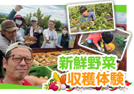 新鮮野菜収穫体験&朝採れ野菜市